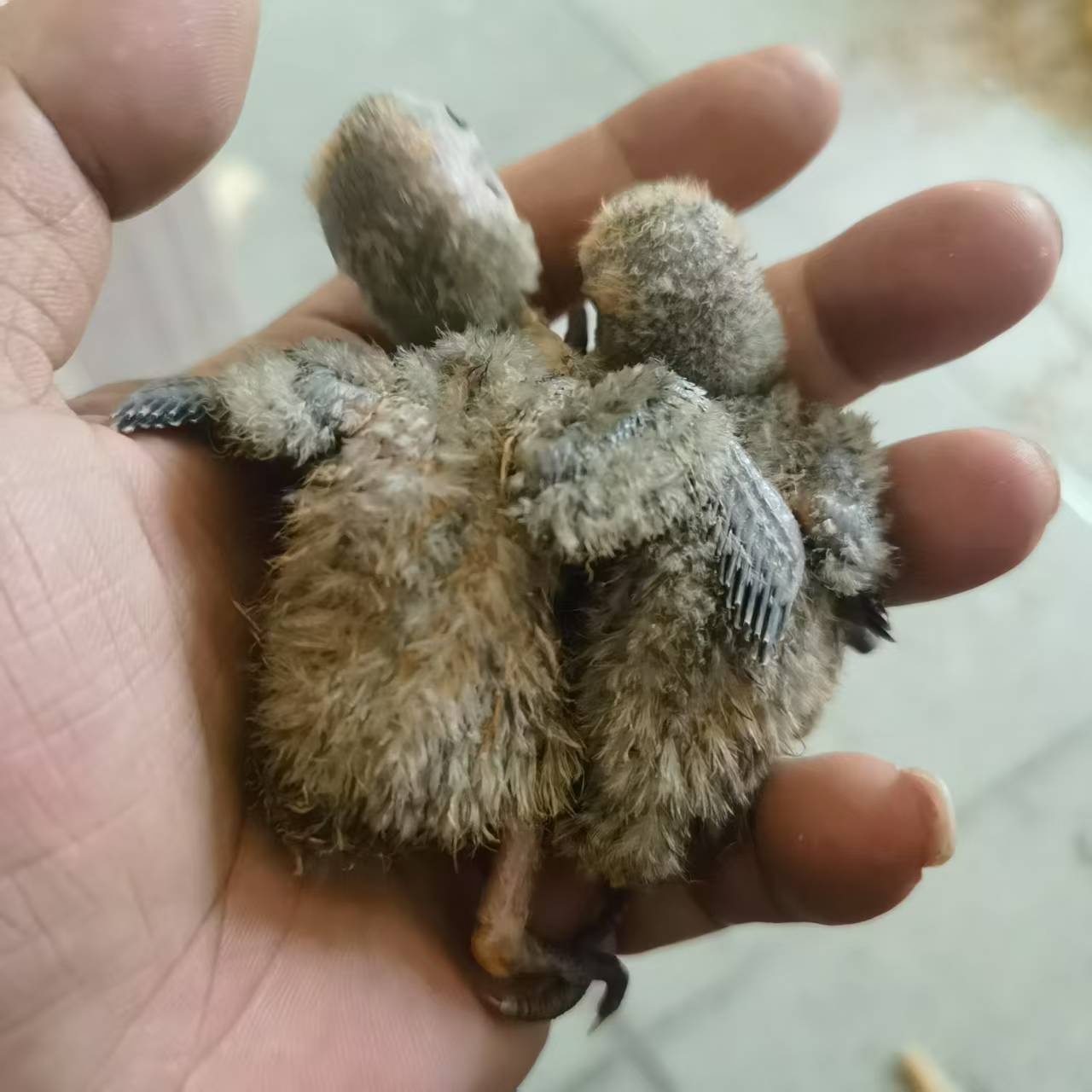 接受预订（这般可爱，谁不爱呀）
